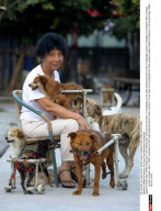 CHENGDU: Rescues Pet Dogs From Wenchuan Earthquake