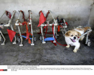 CHENGDU: Rescues Pet Dogs From Wenchuan Earthquake