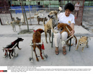 CHENGDU: Rescues Pet Dogs From Wenchuan Earthquake