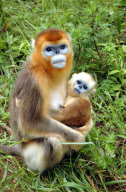 (1)CHINA-HUBEI-SHENNONGJIA-GOLDEN MONKEY (CN)