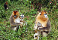 (2)CHINA-HUBEI-SHENNONGJIA-GOLDEN MONKEY (CN)