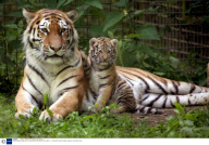 Bira the Siberian tiger cub, Port Lympne Wild Animal Park, Kent, Britain  - 21 May 2008