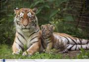 Bira the Siberian tiger cub, Port Lympne Wild Animal Park, Kent, Britain  - 21 May 2008
