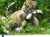 Siberian tiger cubs at Port Lympne Wild Animal Park, Kent, Britain  - May 2008