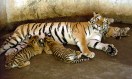 #CHINA-GANZHOU-SIBERIAN TIGER-ZOO-BIRTH(CN)