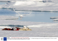 Sea birds fight over the remains of a dead Polar Bear, Lancaster Sound, Canada - 11 Jul 2008