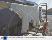 Polar Bear hide being dried in the wind, Nunavut, Canada - 12 Jul 2008
