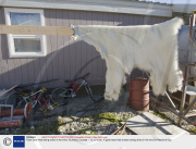 Polar Bear hide being dried in the wind, Nunavut, Canada - 12 Jul 2008