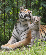 #(2)CHINA-JINAN-BENGAL TIGER CUBS (CN)