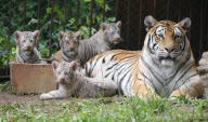 #(1)CHINA-JINAN-BENGAL TIGER CUBS (CN)
