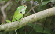 (2)SRI LANKA-BENTOTA-WILD LIFE