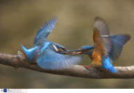 Kingfishers, Britain - 2005