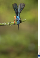 Kingfishers, Britain - 2005