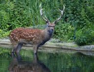 Wildlife