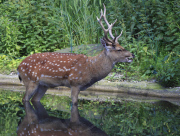 Wildlife