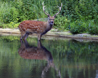 Wildlife