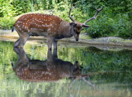 Wildlife