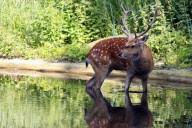 Wildlife