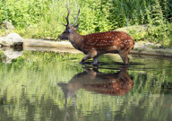 Wildlife