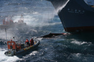 Japanese Whaling