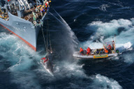 Japanese Whaling