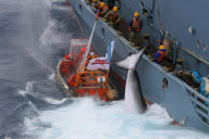 Japanese Whaling