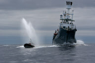 Japanese Whaling