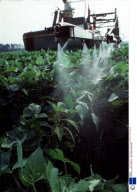 AGRICULTURE, AMERICA - 1982