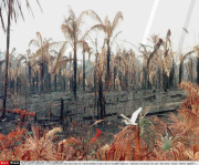 BRASIL'S AMAZONIAN STATE OF RORAIMA:THE FIRES WHICH HAVE FOR 3 MONTHS RAVAGED A LARG