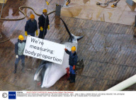 GREENPEACE ANTI WHALING CAMPAIGN IN THE SOUTHERN OCEAN - 2001 - 2002