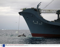 Japanese Whaling