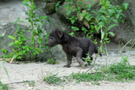 Hyena baby - Berlin