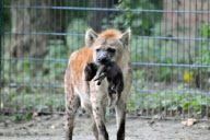 Hyena baby - Berlin