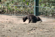 Hyena baby - Berlin
