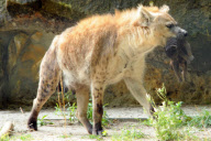 Hyena baby - Berlin