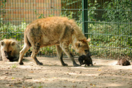 Hyena baby - Berlin