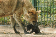 Hyena baby - Berlin