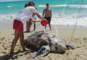 Una tortuga Laud aparece muerta en las playas de Zahara de los Atunes.