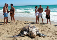 Una tortuga Laud aparece muerta en las playas de Zahara de los Atunes.