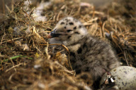 GREAT BLACK-BACKED GULL