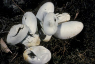 GRASS SNAKE