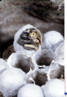 Tree Wasp Hatching From an Egg