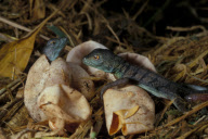 GREEN BASILISK