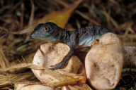 GREEN BASILISK
