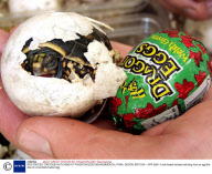 RED FOOTED TORTOISE HATCHING AT PAIGNTON ZOO ENVIRONMENTAL PARK, DEVON, BRITAIN - APR 2003