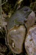 CHAMELEON