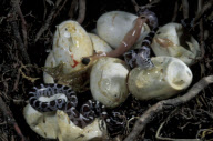 CORN-SNAKE