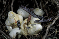 CORN-SNAKE