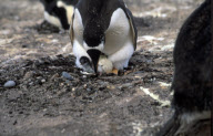 GENTOO PENGUIN