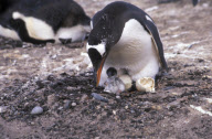 GENTOO PENGUIN